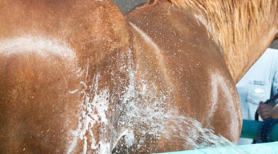 Beat the Heat! Tips for Keeping Your Horse Cool
