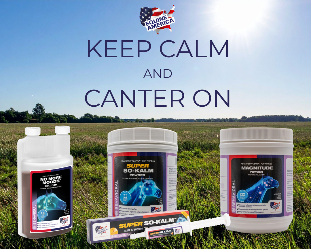 What Riders Look for in Horse Calming Supplements