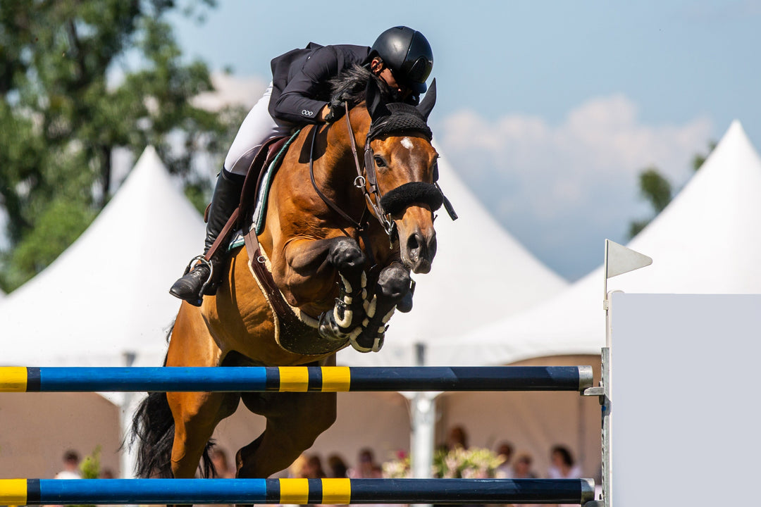 Fly Season Management: Building a Summer Routine for Horses