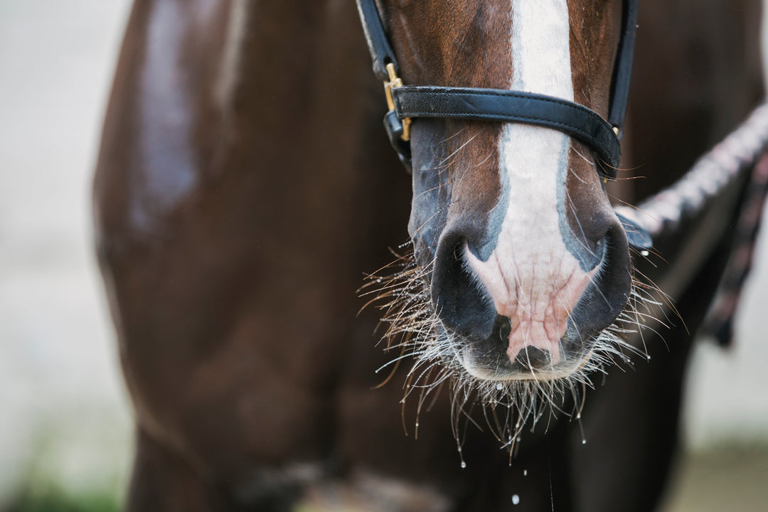 Summer Hydration for Horses: What to Know During Hot Weather & Travel