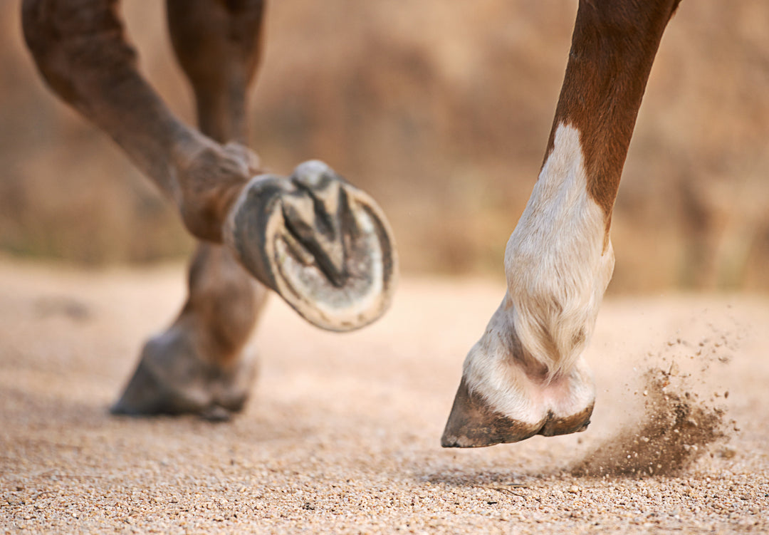 Nutrition for Strong Hooves and a Healthy Coat